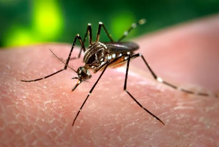 Zanzara Aedes aegypti Zanzara Aedes aegypti, vettore della dengue in Vietnam