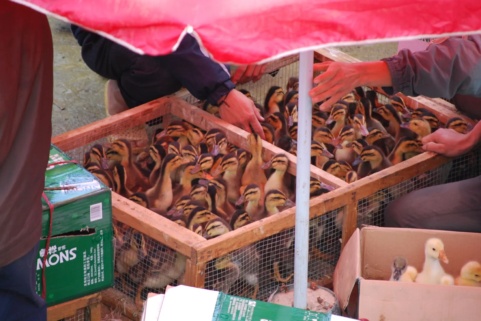 Anatroccoli e oche in vendita nella zona del bestiame al mercato di Bac Ha