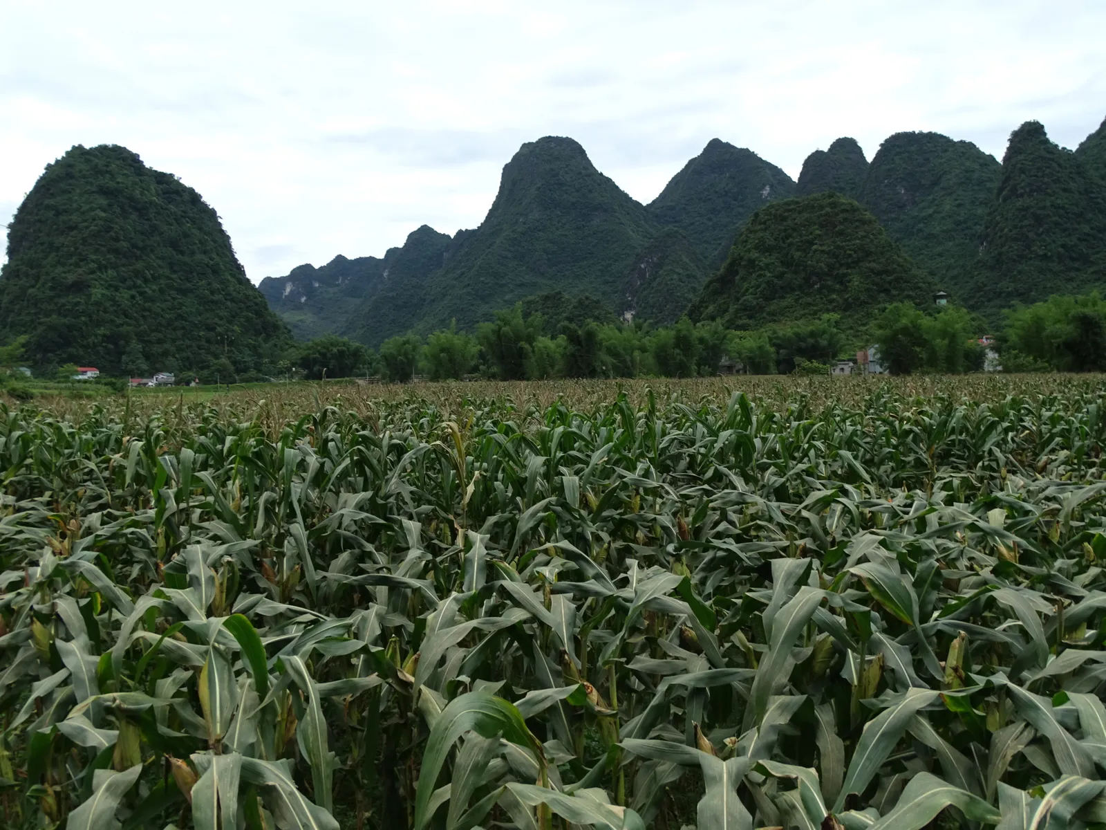Paesaggio di Cao Bang Paesaggio carsico della provincia di Cao Bang nei dintorni delle cascate di Ban Gioc