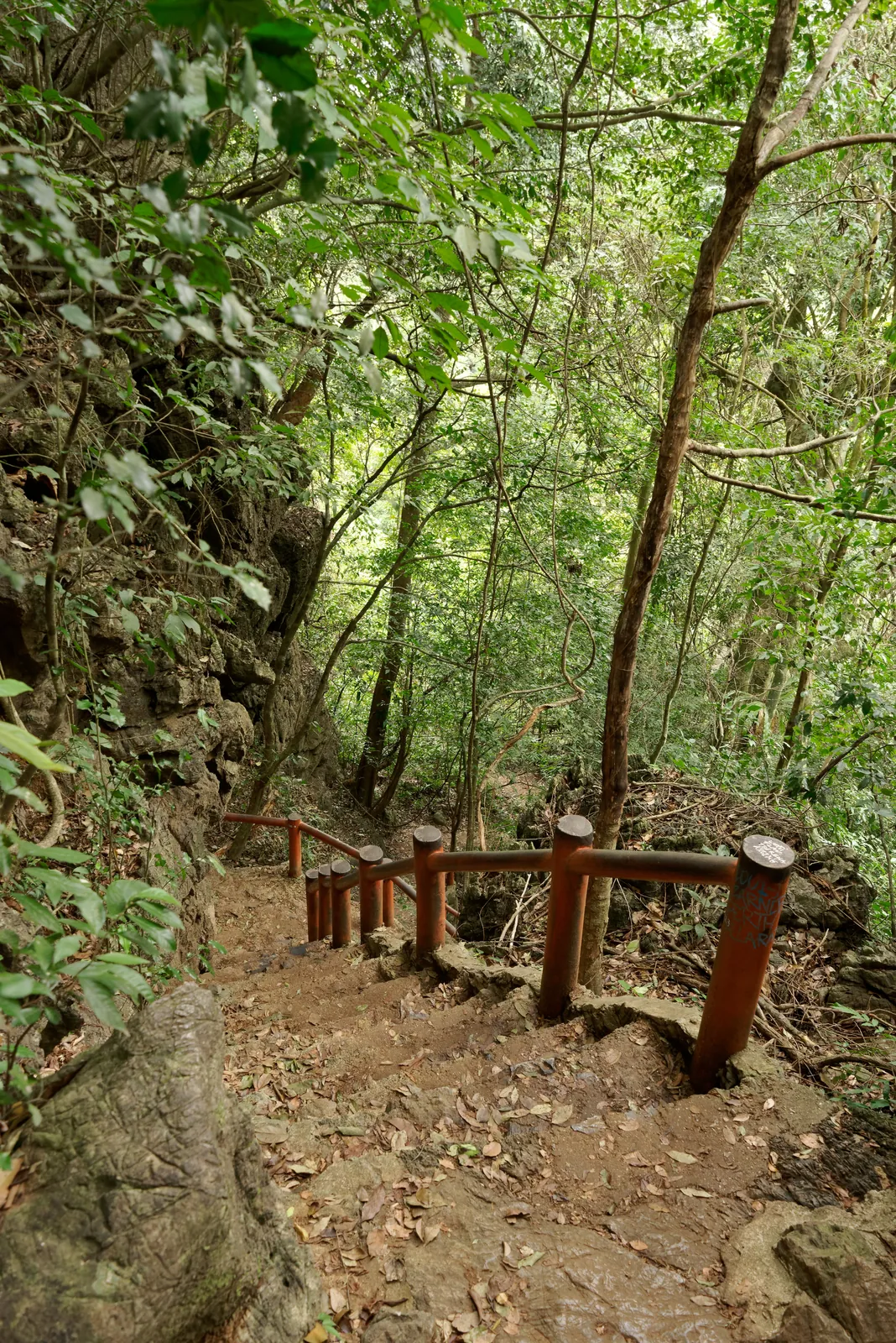 Sentiero tra la vegetazione del Parco Nazionale di Cat Ba