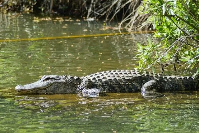 Coccodrillo nel lago Bau Sau Coccodrillo siamese nelle acque del lago Bau Sau nel parco nazionale di Cat Tien, Vietnam
