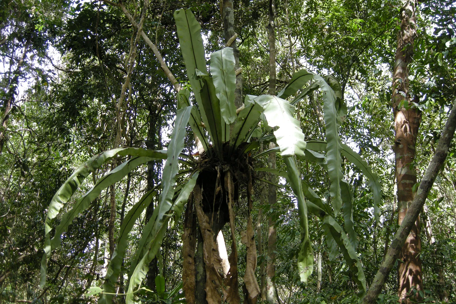 Foresta pluviale di Cat Tien Felce nido d'uccello epifita nella foresta pluviale del parco nazionale di Cat Tien, Vietnam