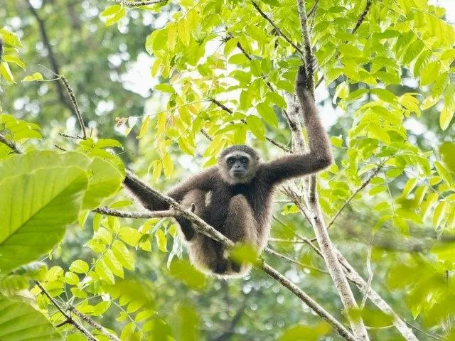 Parco nazionale di Cat Tien: gibboni, foresta e trekking