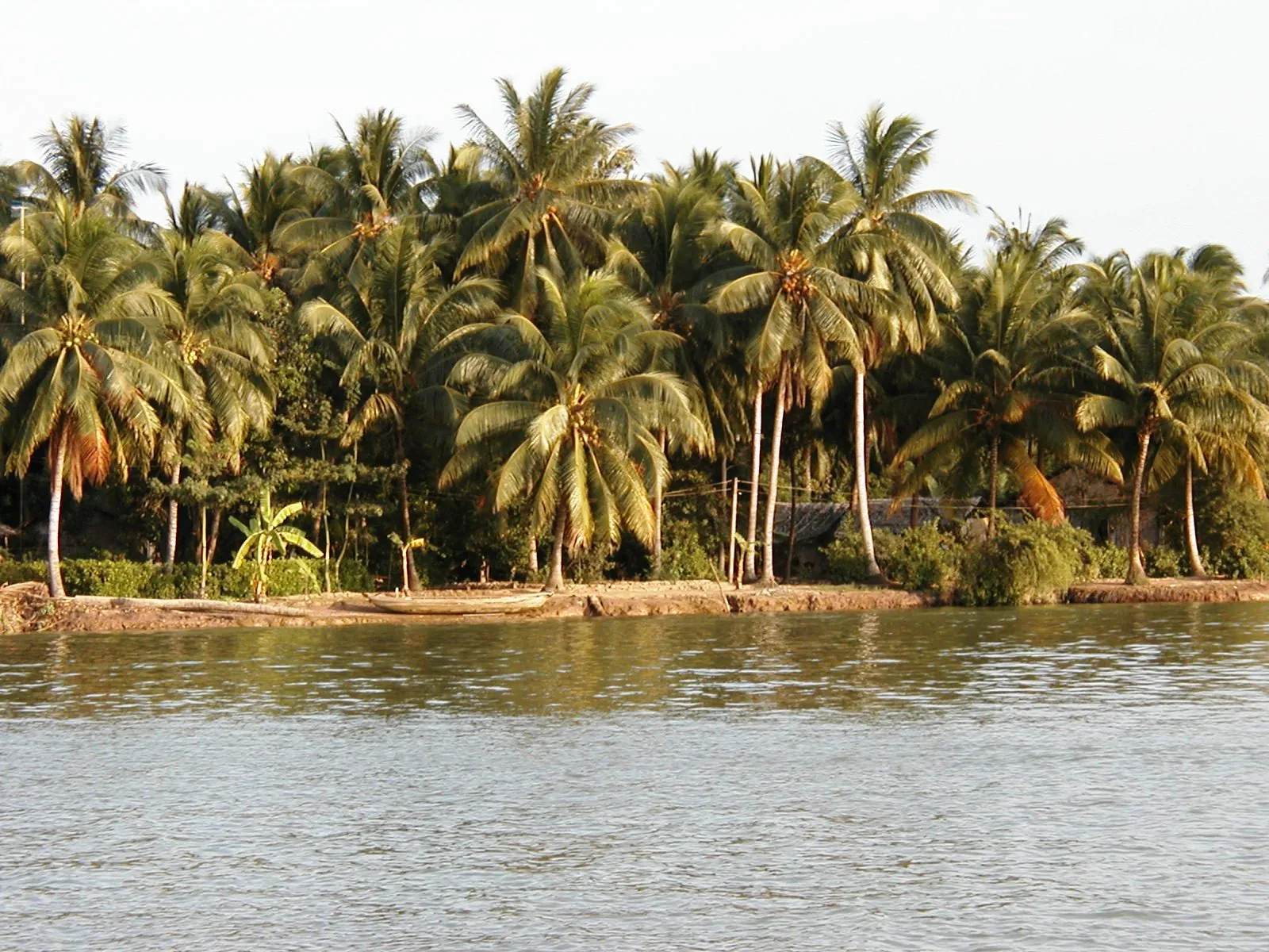 Cocco sulle rive del Mekong a Ben Tre Noci di cocco sulle rive del fiume Mekong nella provincia di Ben Tre