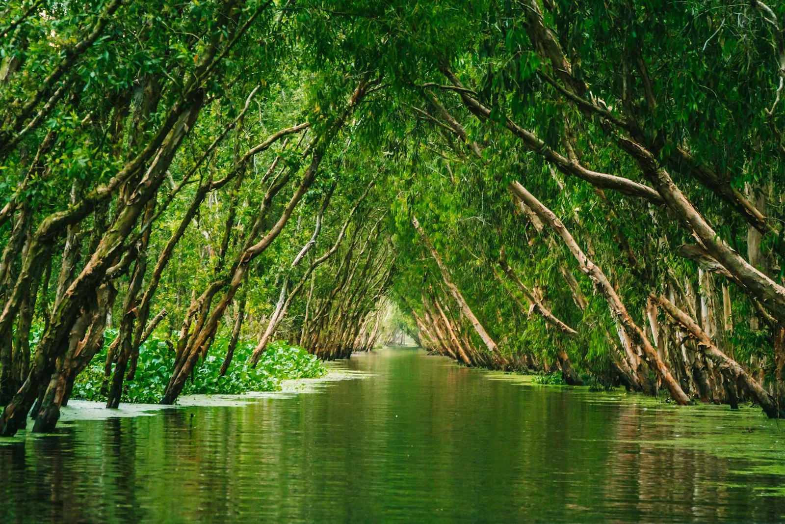 Foresta di mangrovie nel Delta del Mekong