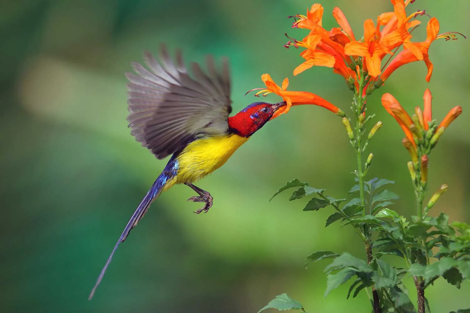 Uccello colorato su un fiore arancione nel Delta del Mekong