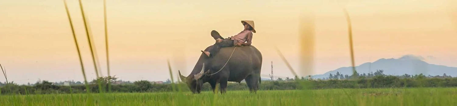 Vietnam del sud