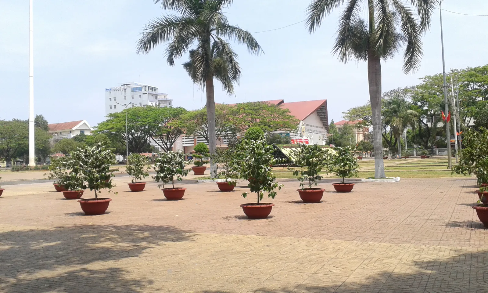 Piante di caffè in fiore esposte in vaso sulla piazza centrale di Buon Ma Thuot durante il Festival del caffè