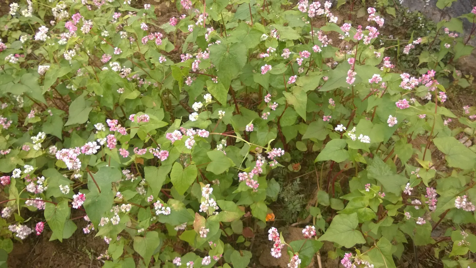 Fiori rosa di grano saraceno (tam giac mach) in un giardino fiorito di Dong Van, Ha Giang