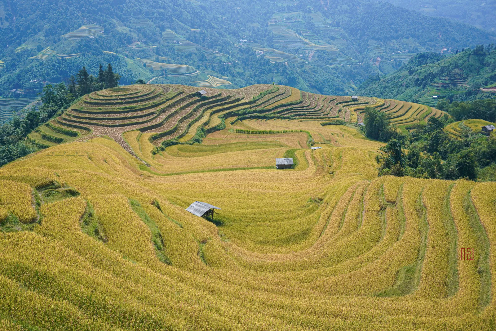Risaie a terrazze dorate a Nam Khoa durante la stagione del raccolto, Hoang Su Phi