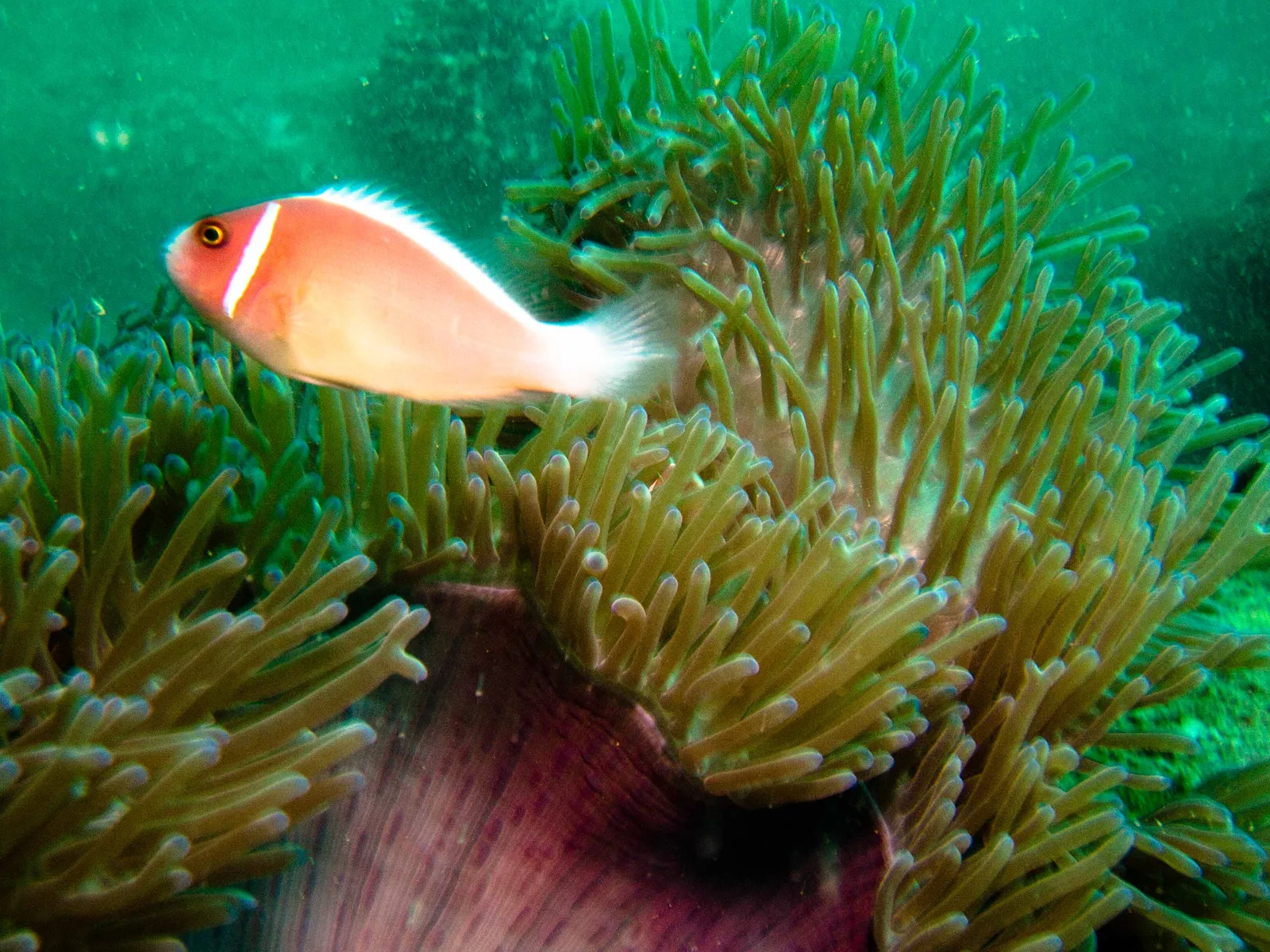 Pesce pagliaccio tra i coralli durante un'immersione subacquea in Vietnam