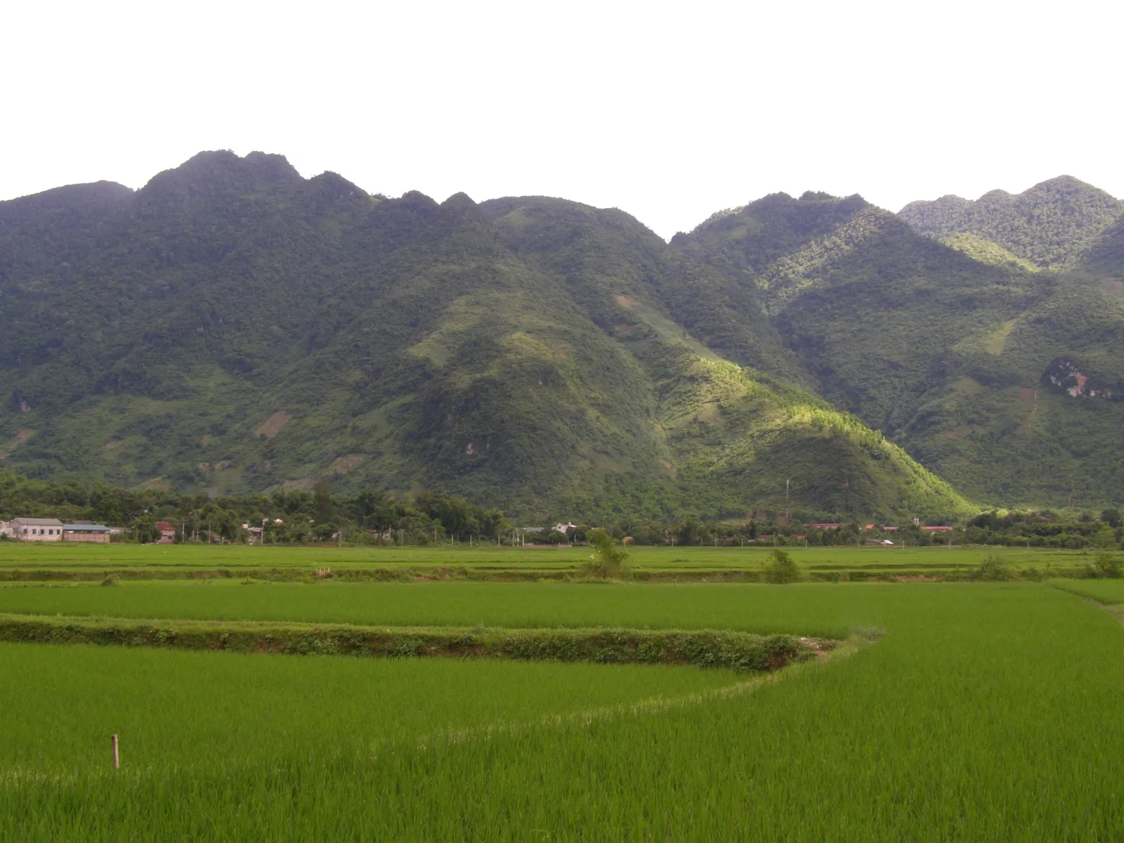 La valle di Mai Chau La valle di Mai Chau con le risaie verdi ai piedi delle montagne calcaree