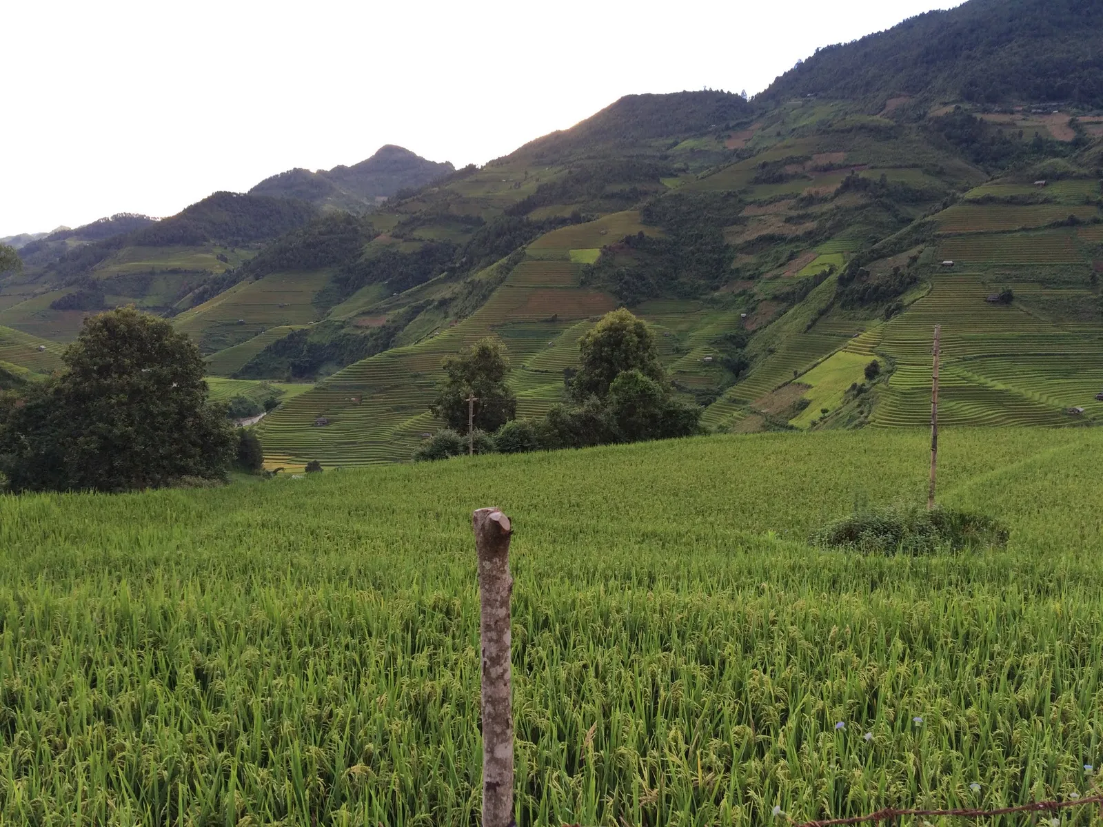 Risaie terrazzate verdi nel comune di Che Cu Nha a Mu Cang Chai