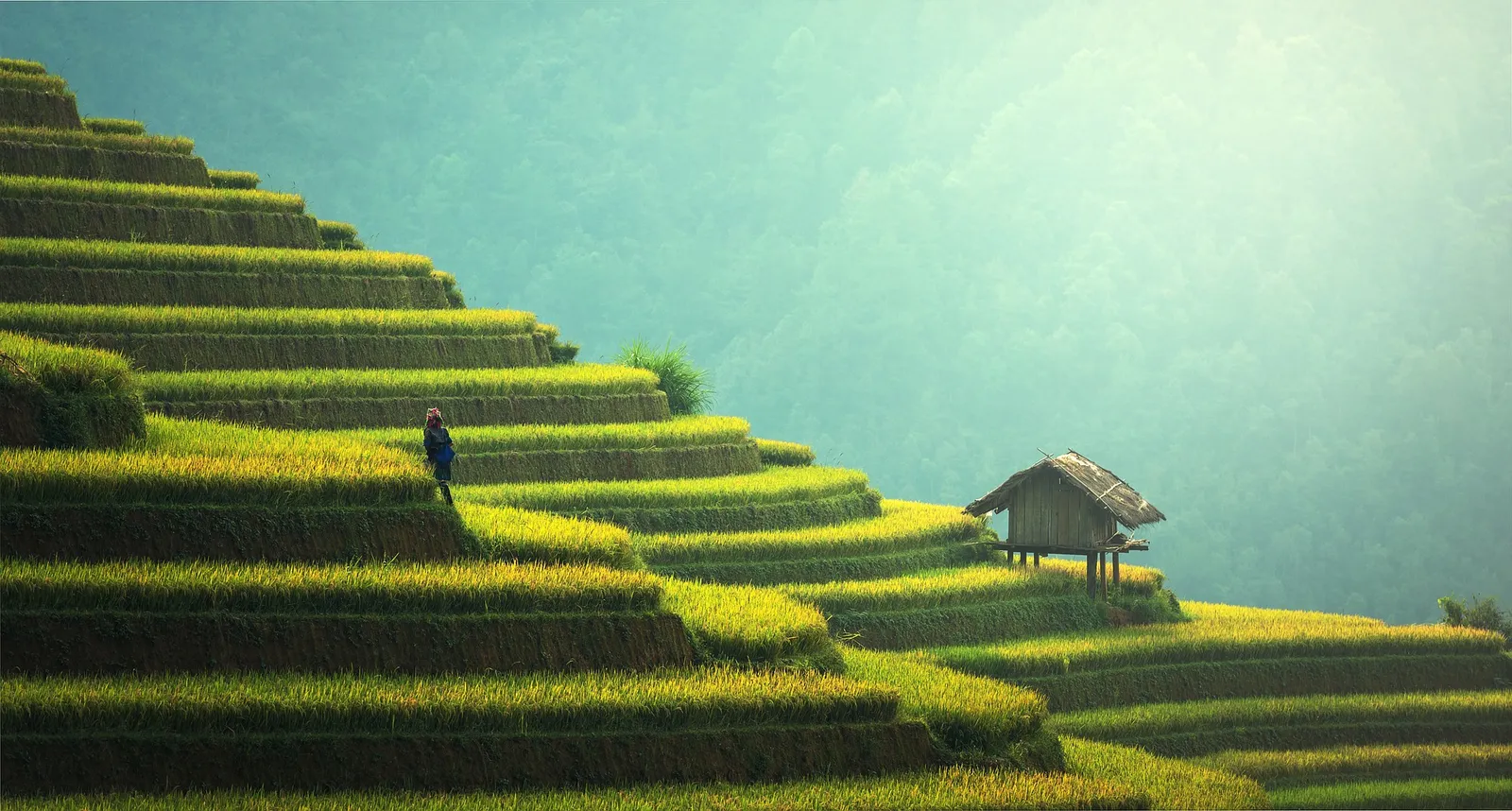 Trekking tra le risaie dorate di Mu Cang Chai con una capanna di legno sulle terrazze
