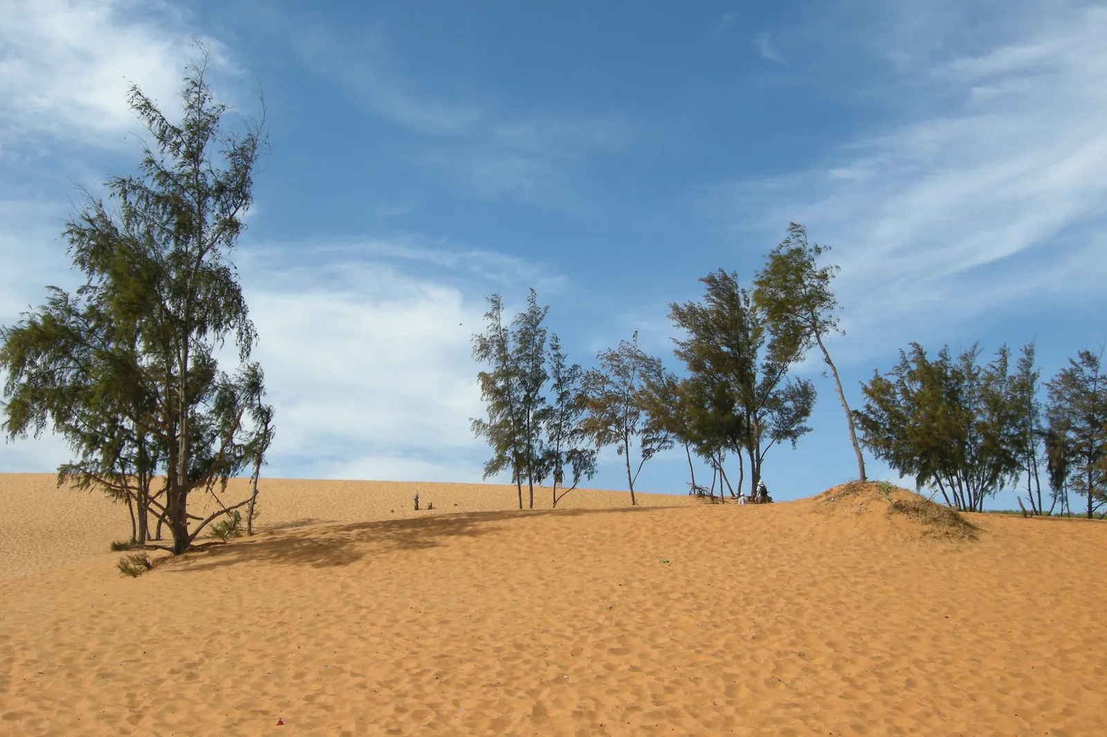 Dune bianche di Mui Ne Dune bianche di Mui Ne con alberi e cielo azzurro