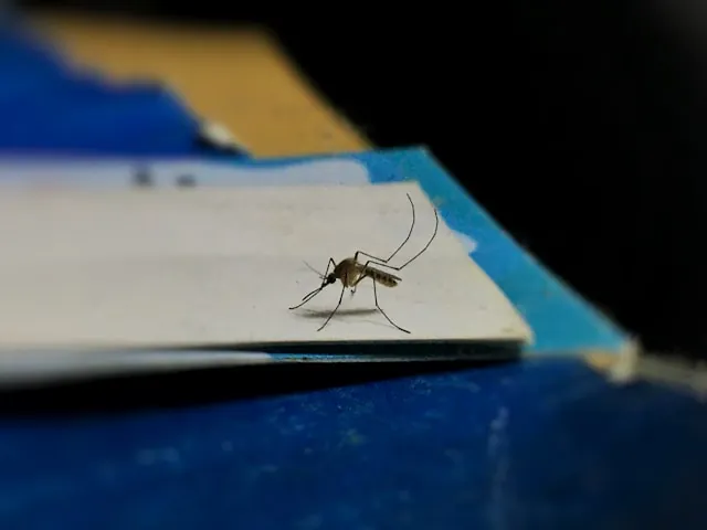 Zanzara, vettore di dengue e malaria