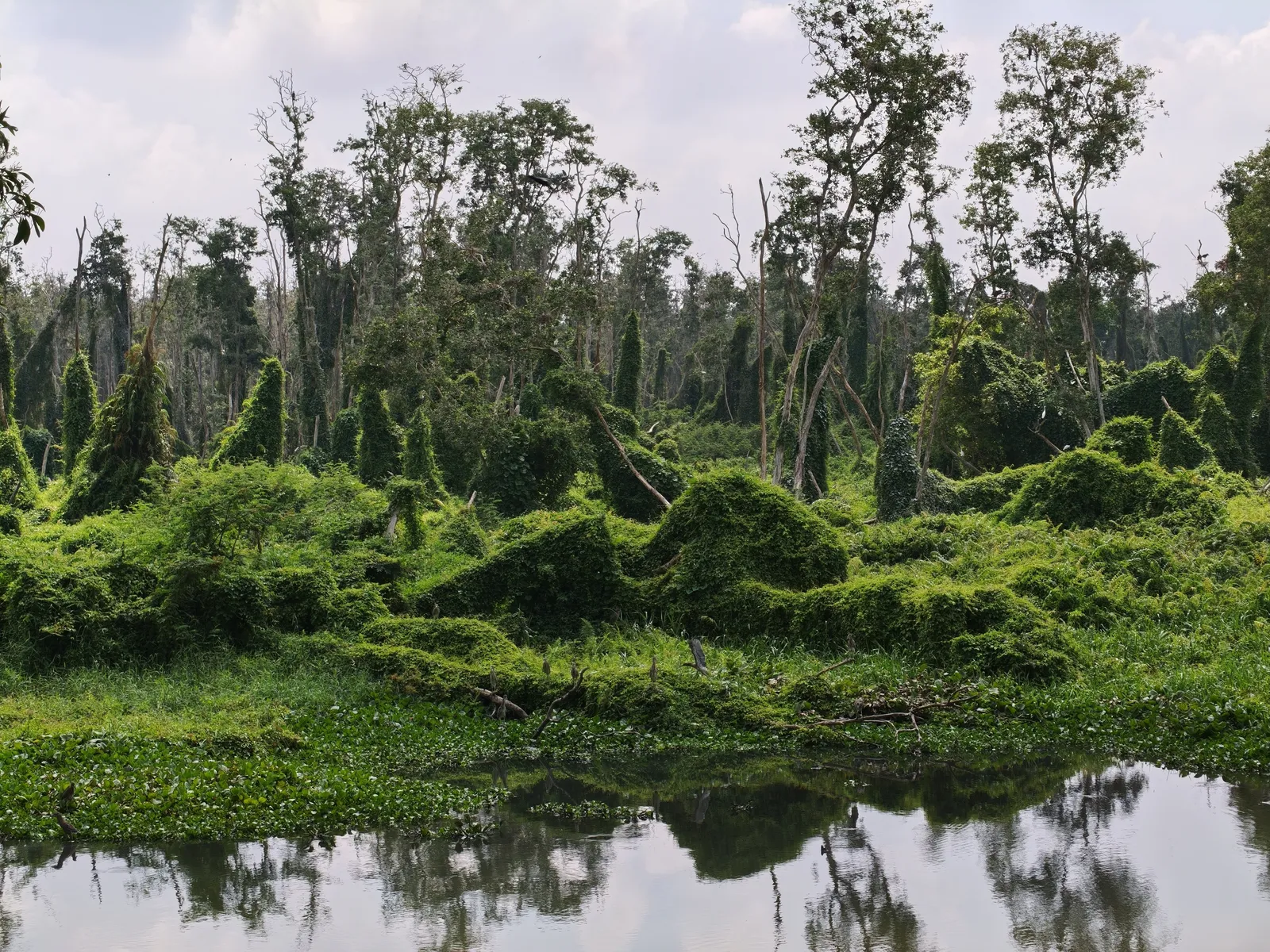 Chau Doc e la foresta di Tra Su: il Delta più autentico