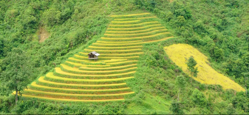 Risaie di Mu Cang Chai Risaie a terrazze di Mu Cang Chai, trekking fuori dai sentieri battuti