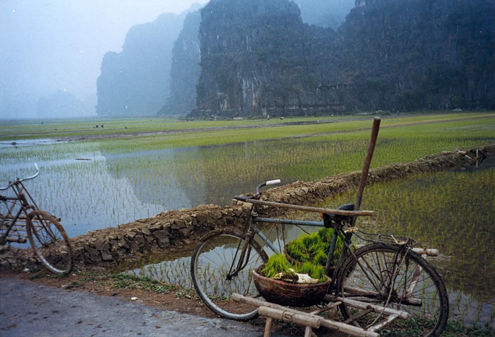 Risaie verdi e formazioni calcaree di Tam Coc, ideale per un itinerario in bici in Vietnam