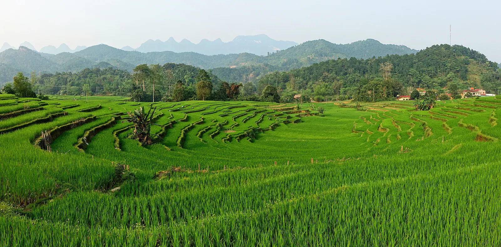 Risaie di Ha Giang in autunno Risaie a terrazza nella provincia di Ha Giang, meta ideale in Vietnam a ottobre e novembre