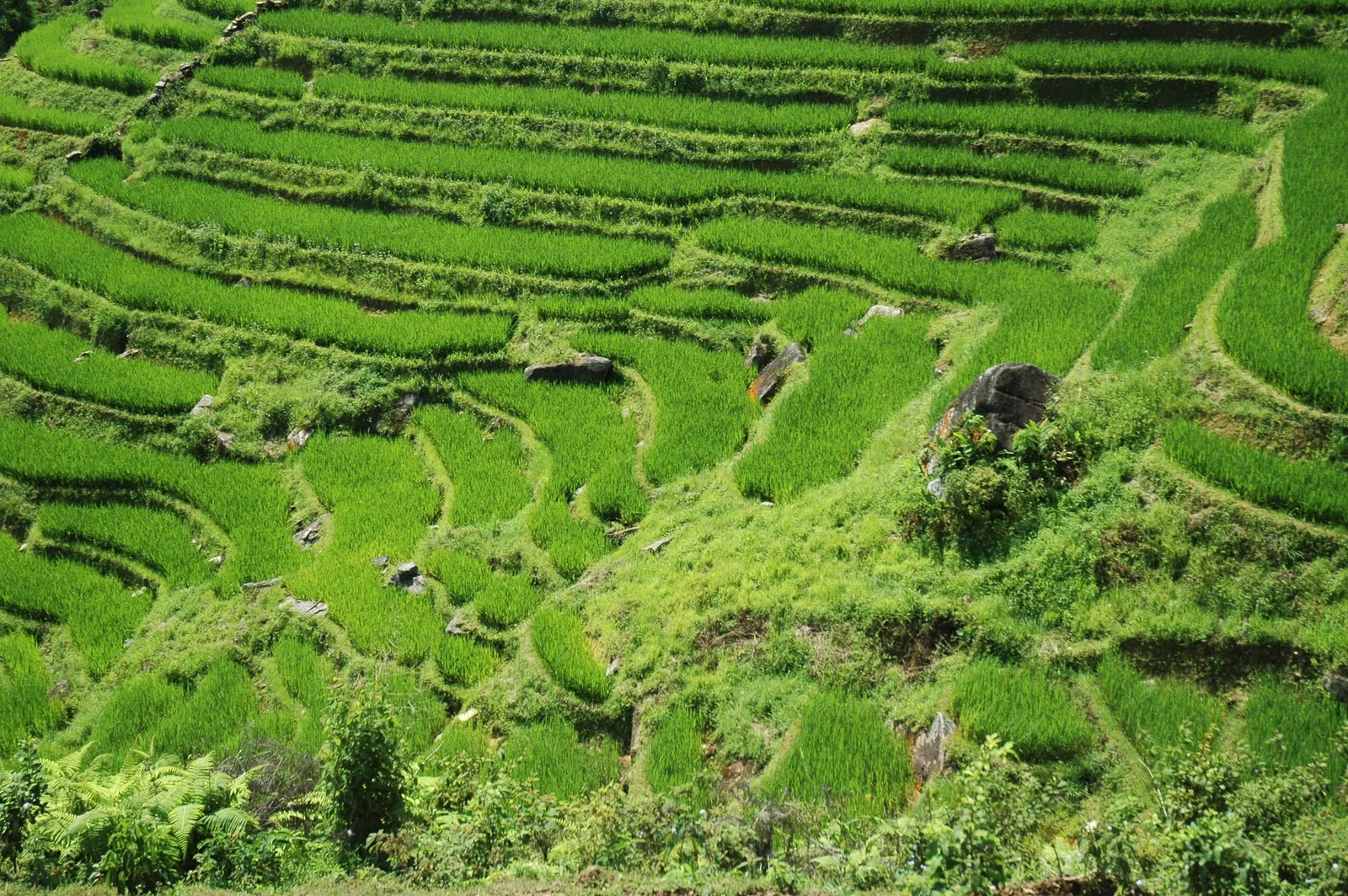 Vietnam in primavera: febbraio, marzo e aprile