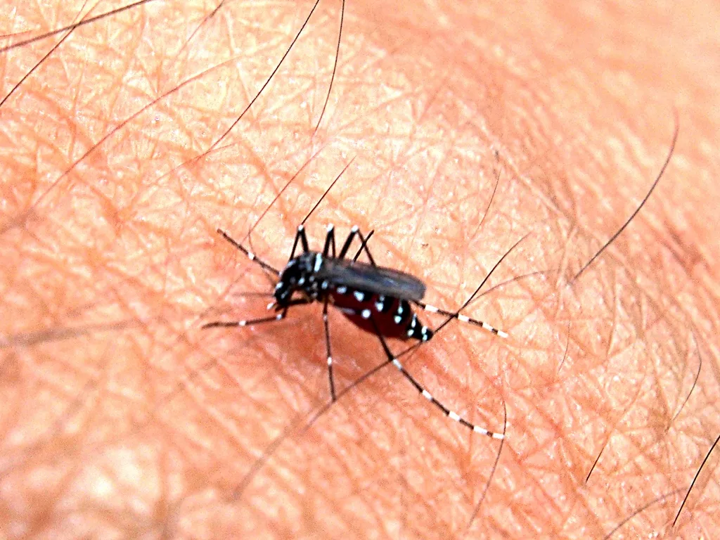 Zanzare in Vietnam: malaria, dengue e come proteggersi