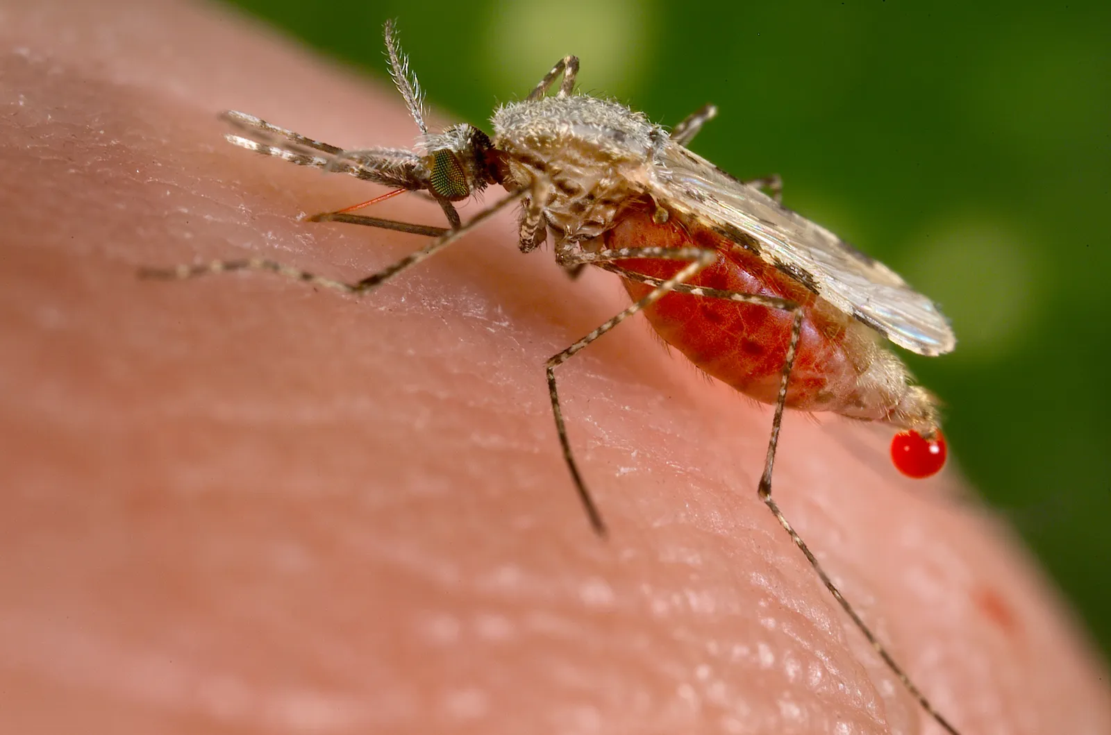 Zanzara Anopheles stephensi, vettore della malaria nelle aree tropicali