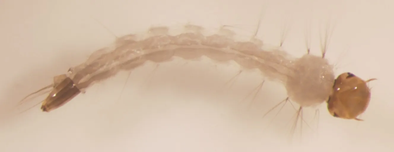 Larve di Aedes aegypti in acqua stagnante, habitat ideale per la riproduzione delle zanzare della dengue