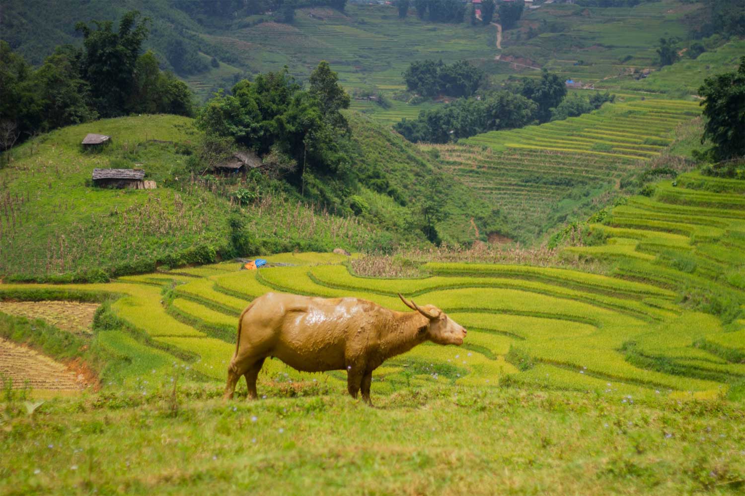 Sapa panoramica